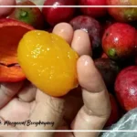 Mengetahui Asam Raba(Nyabuk'ng) Spesies Mangga Berasal Dari Bengkayang