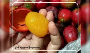 Mengetahui Asam Raba(Nyabuk'ng) Spesies Mangga Berasal Dari Bengkayang