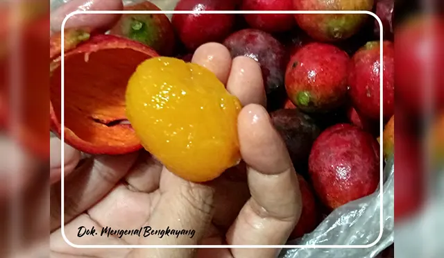 Mengetahui Asam Raba(Nyabuk'ng) Spesies Mangga Berasal Dari Bengkayang